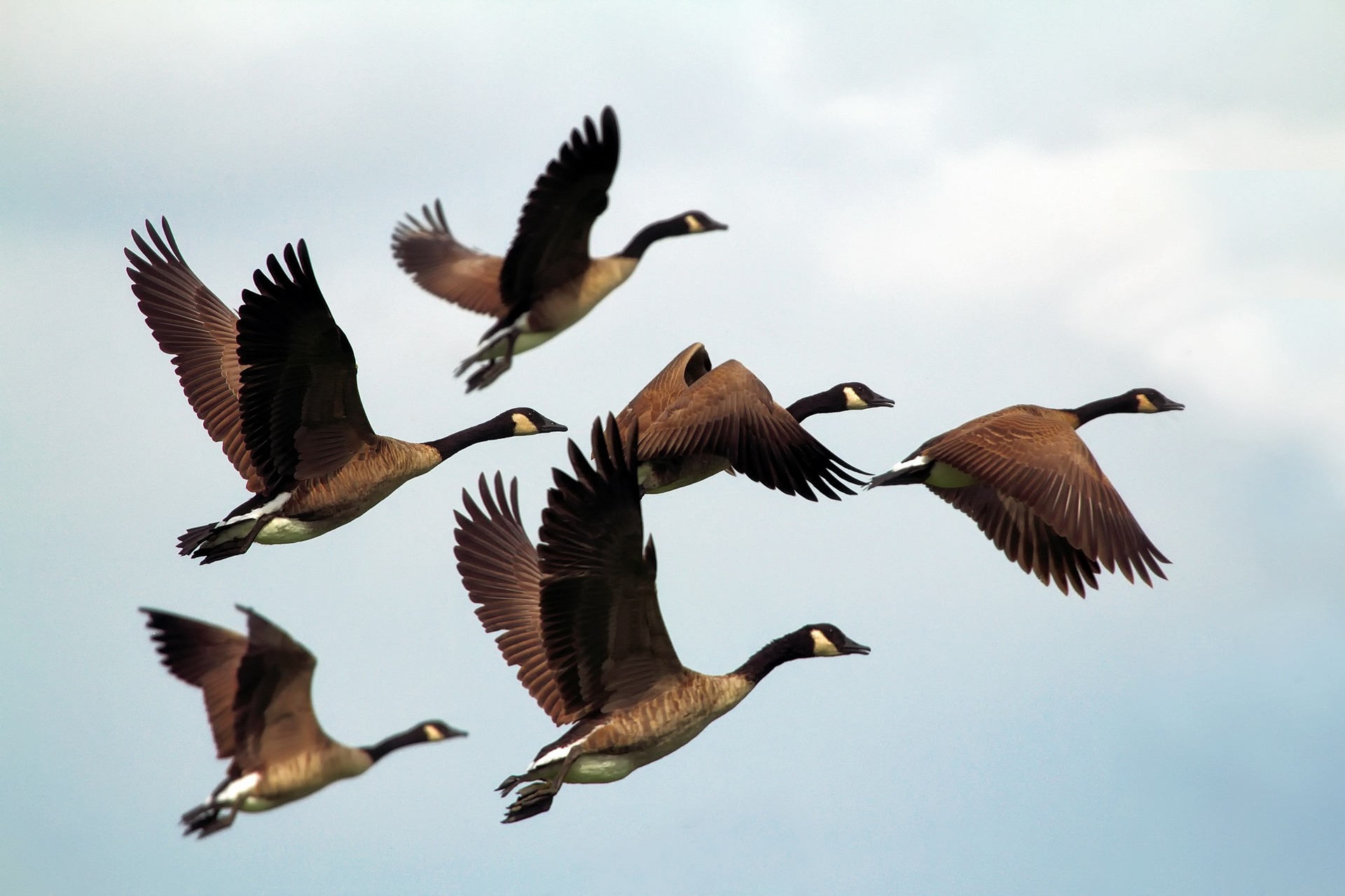 Gooses in the sky
