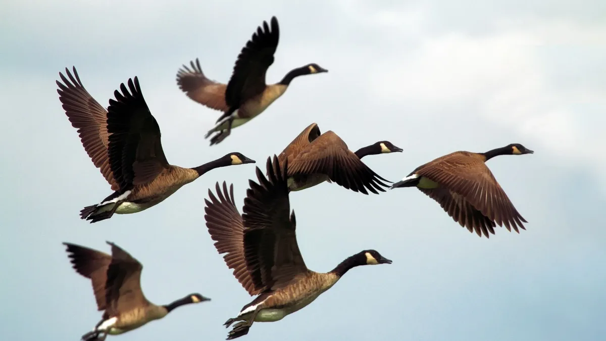 Cover image for Goose Shield: How Destination Checks Work